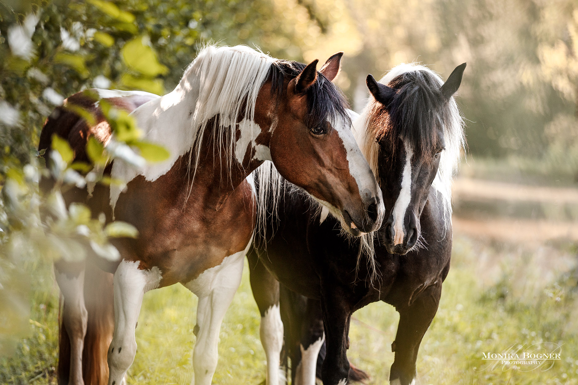 Monika Bogner Equine Photography - Friends ❤